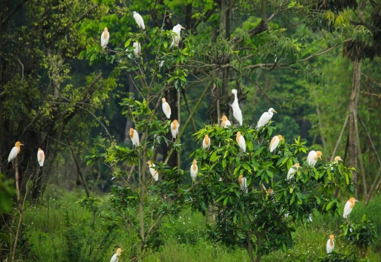 các loài chim sống tại khu đô thị Ecopark các loài chim sống tại khu đô thị Ecopark
