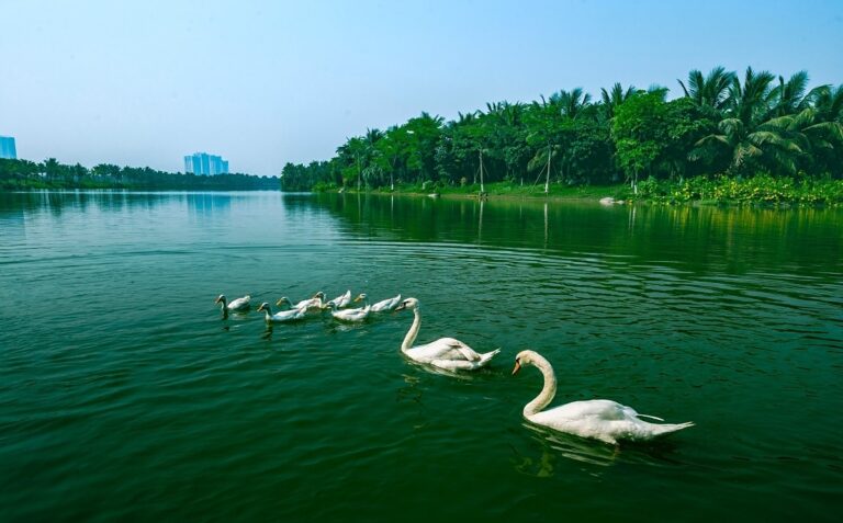 Công viên Hồ Thiên Nga Hưng Yên Swanlake Park Ecopark ecopark swan lake park hung yen cong vien ho thien nga