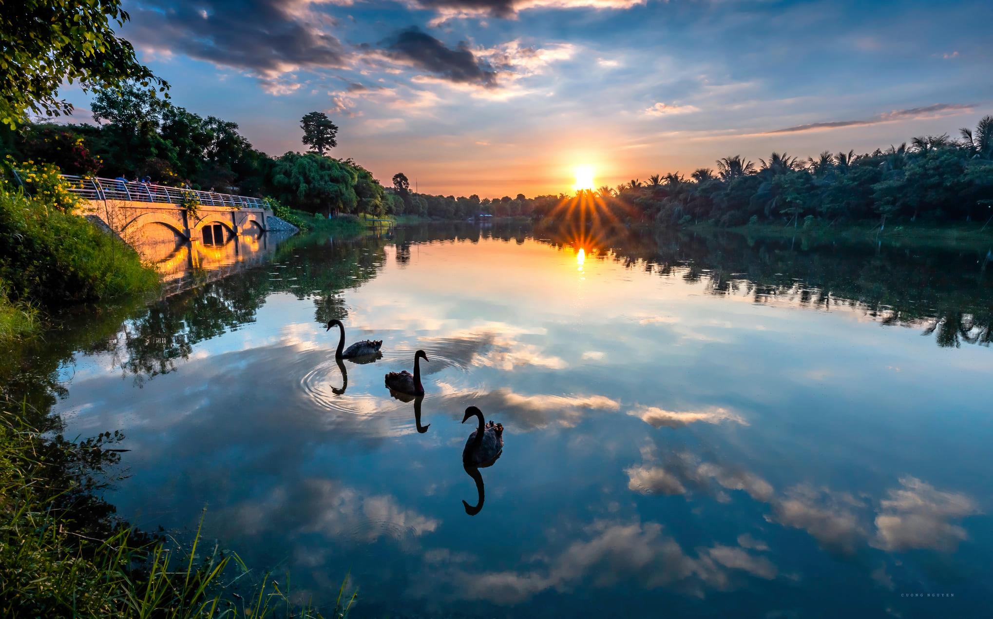 hồ thiên nga ecopark 