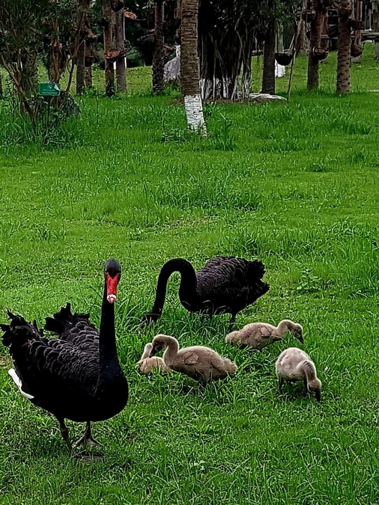 thiên nga tại công viên hồ thiên nga Ecopark Hưng Yên